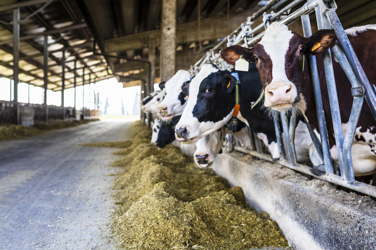 Vaches laitières gestion de troupeau