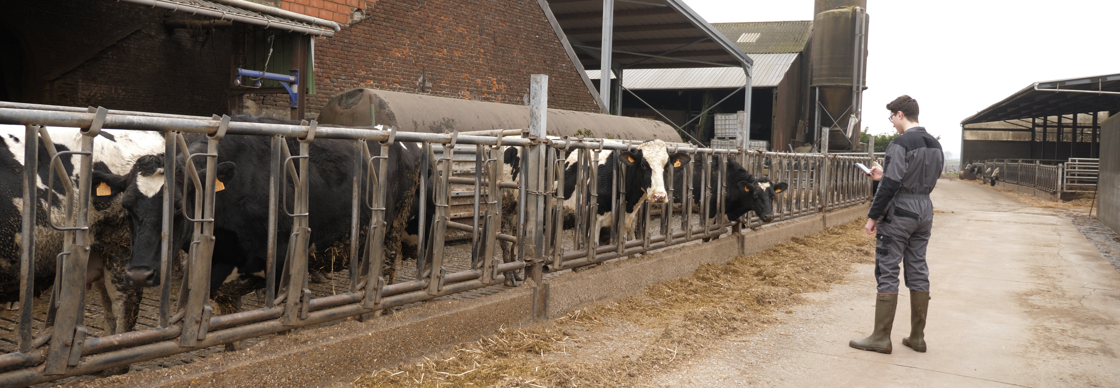 gestion de troupeaux de vaches laitieres