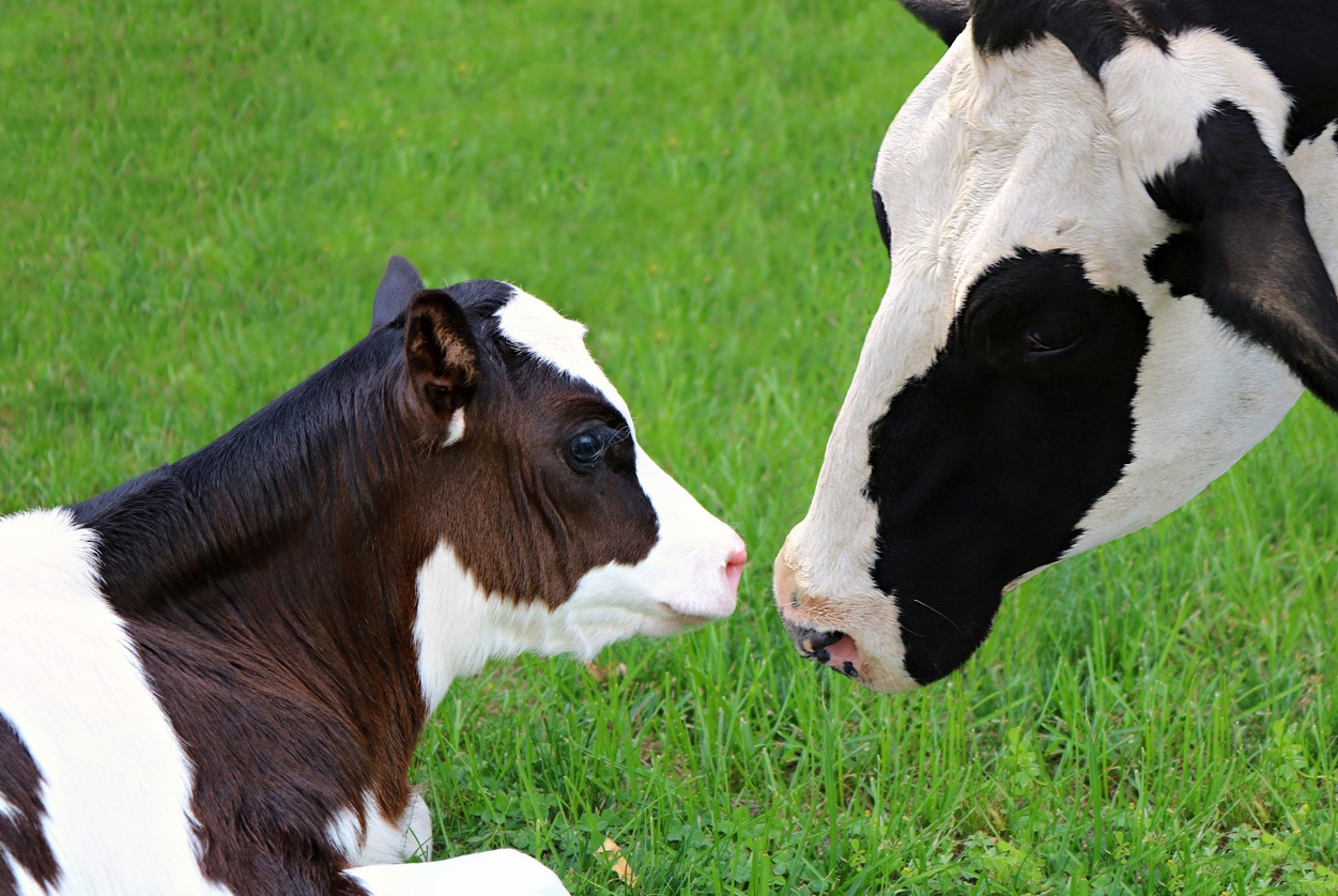 augmenter le taux de réusite insemination vache 